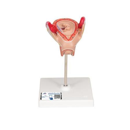 3B SCIENTIFIC 2nd Month Embryo, w/ 3B Smart Anatomy 1000323
